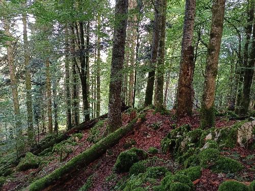 Uno scorcio del bosco di Pian dele Stele in Cansiglio