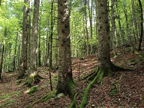 Uno scorcio del bosco di Croseraz Val Bona nel Cansiglio