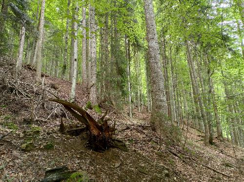 Uno scorcio del bosco di Vintulins a Paularo