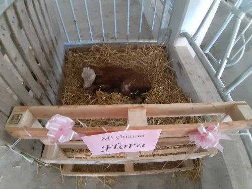 La vitellina Flora, prima nata nella nuova stalla di Davide Flora a Sutrio - Sutrio, 6 novembre 2021