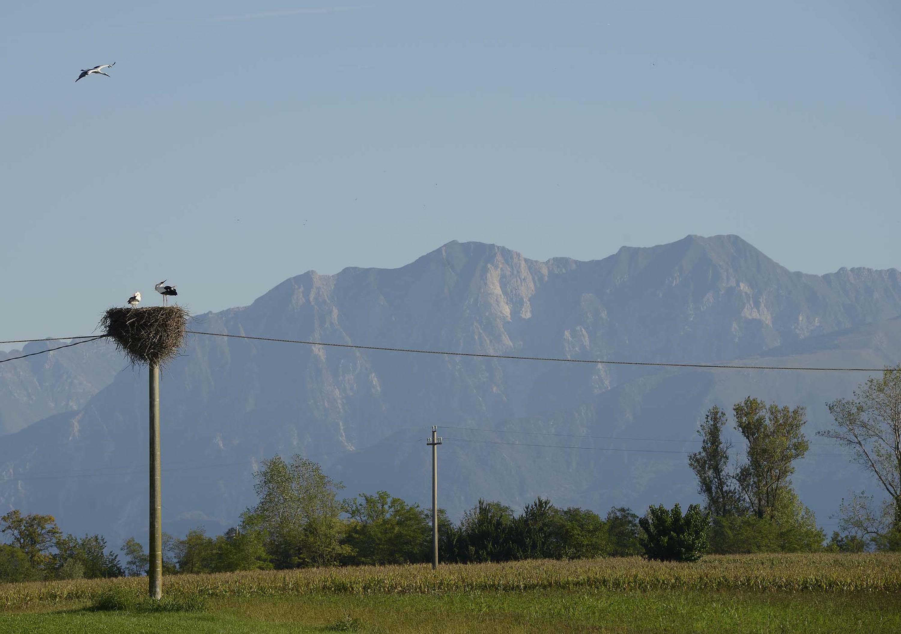 Cicogne in Friuli. (21/09/13)
