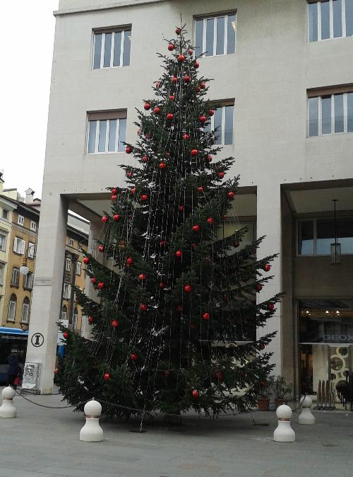 L'abete natalizio dono della Carinzia, in piazza della Borsa - Trieste 07/12/2014