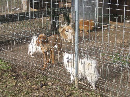 Animali sequestrati per maltrattamento dal Corpo Forestale Regionale (CFR) in un allevamento di Remanzacco (UD) - 02/01/2015 (Foto CFR FVG)