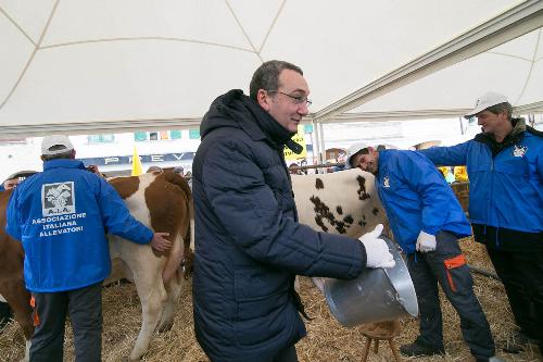 Sergio Bolzonello (Vicepresidente Regione FVG e assessore Attività produttive, Commercio, Cooperazione, Risorse agricole e forestali) partecipa alla mungitura delle mucche portate in piazza alla manifestazione di Coldiretti FVG per salvare le oltre 1.000 stalle attive della regione - Udine 06/02/2015