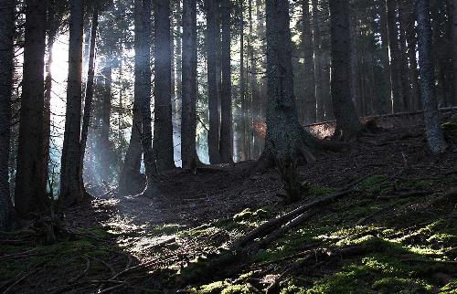 Foresta di Tarvisio (Foto Luciano Silei)