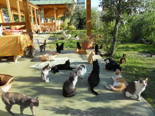 L'oasi felina di Trieste (Foto tratta da ilgattile.it)