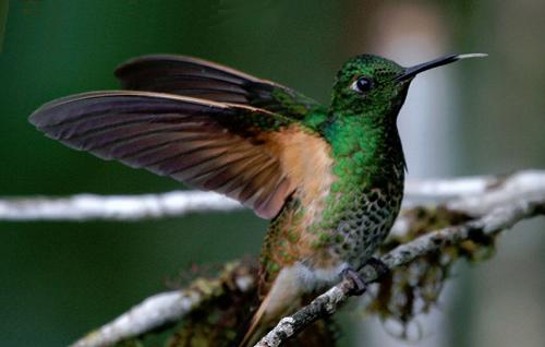Esemplare di colibrì (Foto tratta da centrocolibri.com)