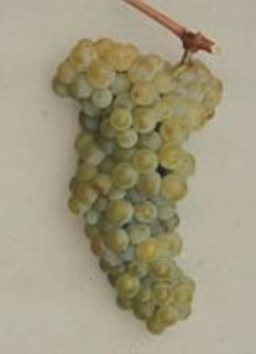 Grappolo di Glera, uva un tempo chiamata Prosecco (Foto tratta da Tiere Furlane)