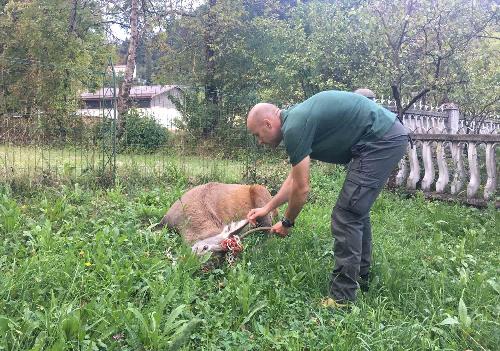 Il cervo liberato dal personale della Stazione forestale di Paluzza nel comprensorio di proprietà regionale di Collina Grande e Plotta - 19/09/2016