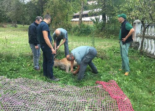 Il cervo liberato dal personale della Stazione forestale di Paluzza nel comprensorio di proprietà regionale di Collina Grande e Plotta - 19/09/2016