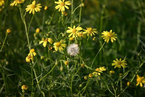 Senecio Inaequidens, fiori e semi con pappo