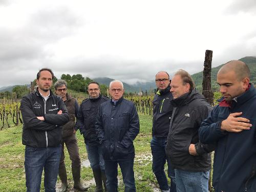 Cristiano Shaurli (Assessore regionale Risorse agricole e forestali) durante il sopralluogo a coltivazioni regionali che hanno subito danni dalle recenti gelate - 28/04/2017