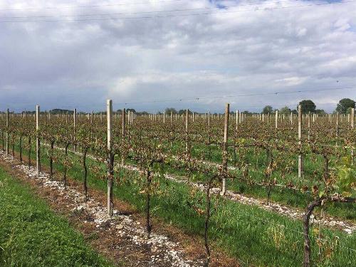 Vigneti regionali che hanno subito danni dalle recenti gelate - 28/04/2017