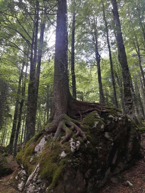 Abete rosso nel Bosco del Diavolo - Ampezzo (UD) 2017 (Foto Andrea Maroè)