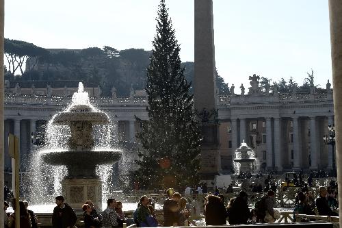 L'albero di Natale in piazza San Pietro è stato donato al Papa dal Friuli Venezia Giulia