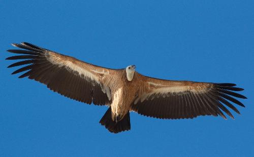 Un esemplare di grifone della Riserva naturale regionale del Lago di Cornino