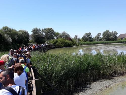 I viaggiatori del treno storico "tra laguna e mare" durante la visita alla Riserva Naturale Valle Canal Novo  - Marano Lagunare, 15 luglio 2019.