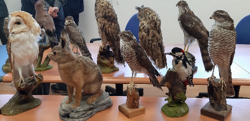 Alcuni esemplari di fauna selvatica sequestrati dal Noava nell'operazione Valli in gabbia - Udine, 5 dicembre 2019.