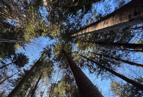 Un'immagine del bosco dove si trova l'abete bianco più alto della regione