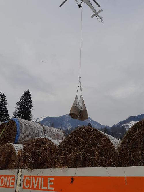 La consegna degli alimenti per gli animali in difficoltà a causa delle forti nevicate.