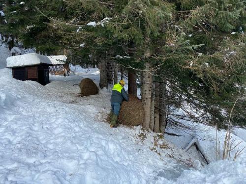 La consegna degli alimenti per gli animali in difficoltà a causa delle forti nevicate.