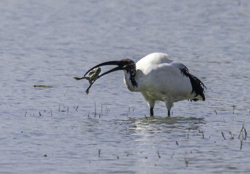  Ibis sacro, specie animale arrivata da qualche anno in regione Fvg