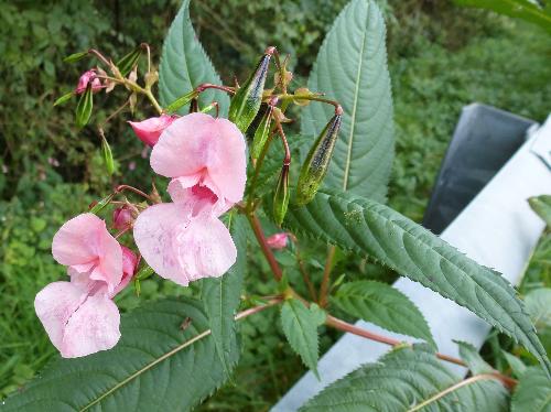 Impatiens glandulifera, specie vegetale già molto diffusa e importata come ornamentale