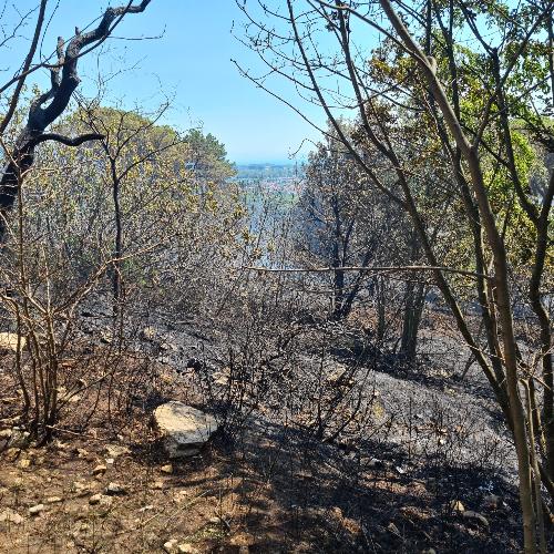 Cinque ettari di vegetazione sono distrutti