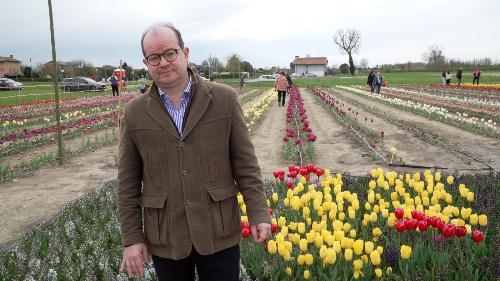Anzil a Rovereto di Varmo dove sono piantati 40 mila bulbi di tulipani