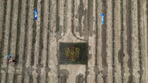 La bandiera del Friuli realizzata con tulipani e giacinti