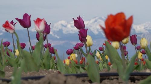 Il campo di 40mila tulipani 