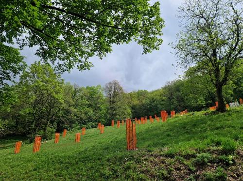 Gli impianti sperimentali di castagno nel Comune di San Leonardo.
